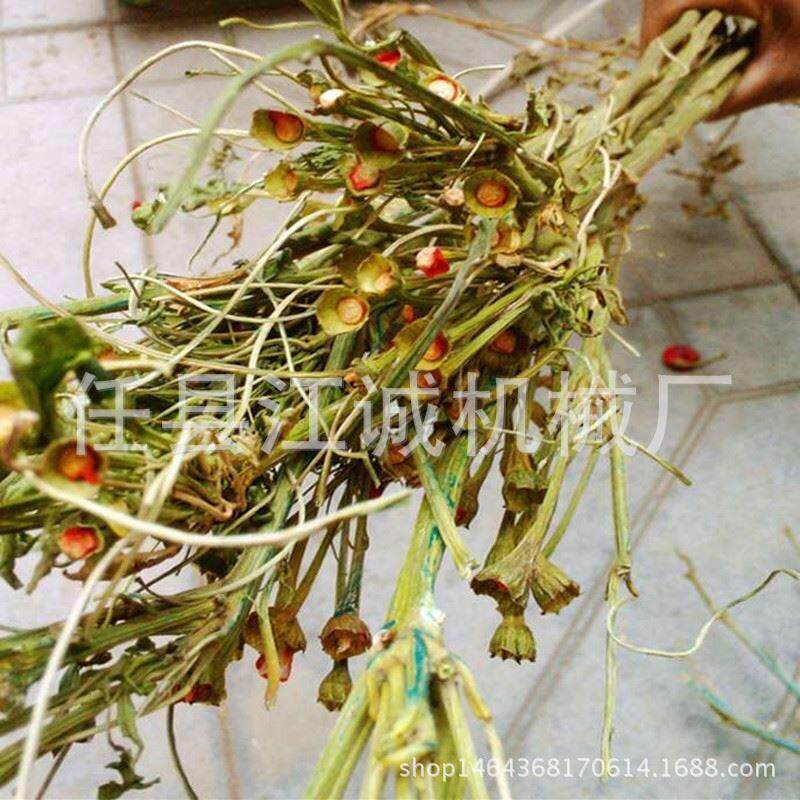 新型朝天辣椒采摘机 小型辣椒收获机 辣椒去把机 采摘机