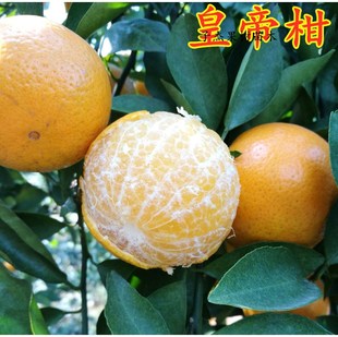 早熟皇帝柑苗正宗广东德庆肇庆贡柑橘贡橘子果树苗当年结果