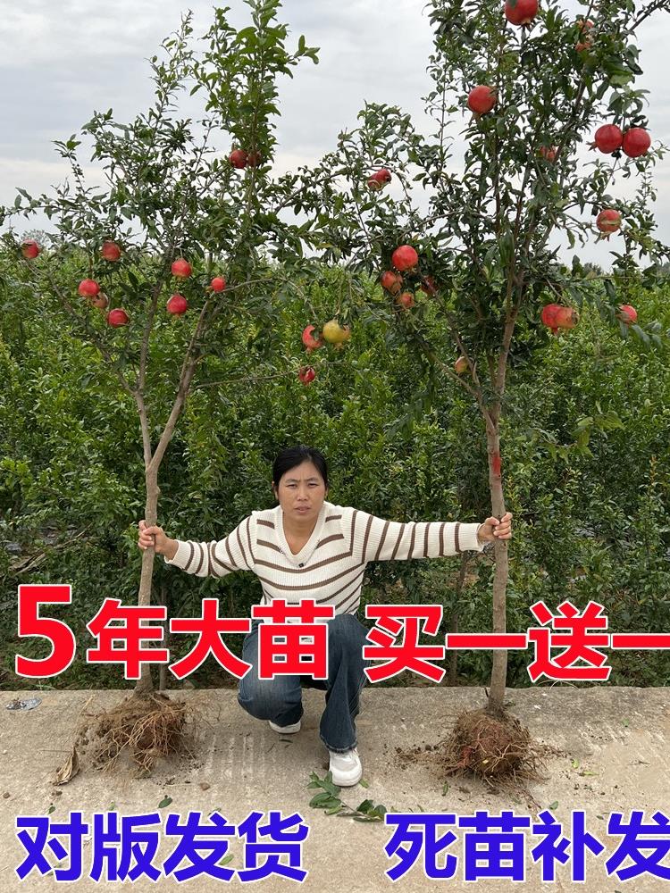 石榴树树苗突尼斯软籽石榴树庭院果树盆栽地栽特大南方北方石榴苗