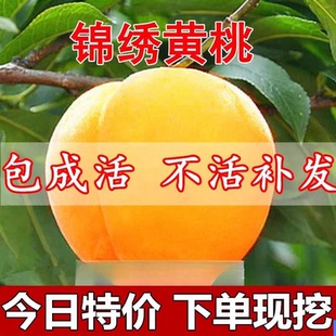 锦绣黄桃树苖北方冬桃树嫁接苗果树果苗桃子树南方种植桃苗特大苗