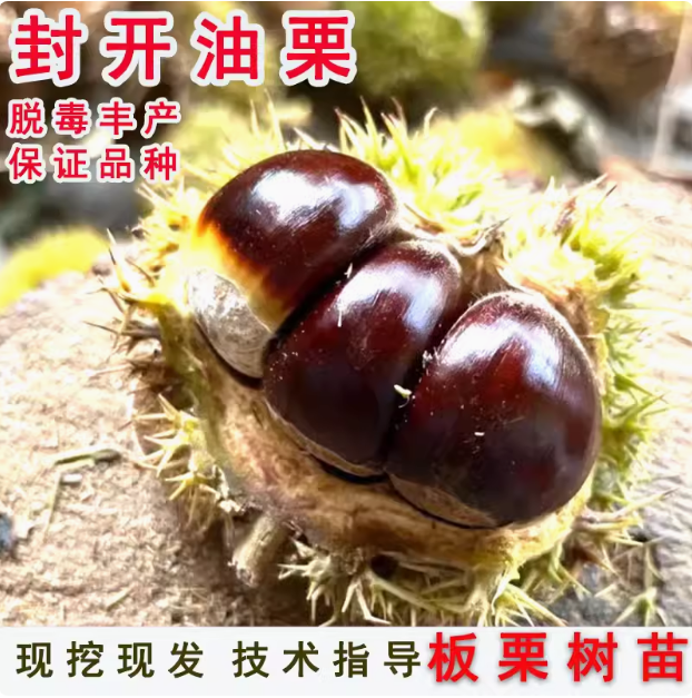 大果板栗树苗 油栗苗 封开油栗苗 嫁接栗子树苗南方北方种植果树