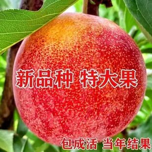 新品种李子苗大红袍李子树苗嫁接果树苗南北方种植盆地栽当年结果