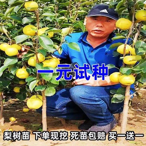 梨树果苗嫁接翠冠丰水子苖