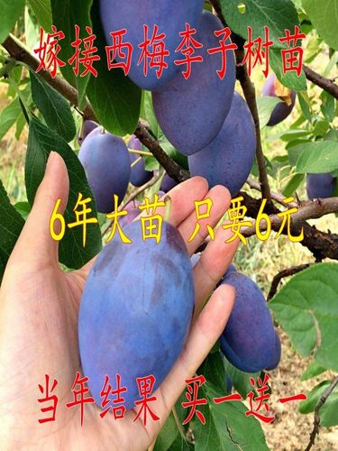嫁接西梅苗离核红贵阳李子