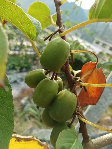 【软枣猕猴桃苗】库瓦伊赛