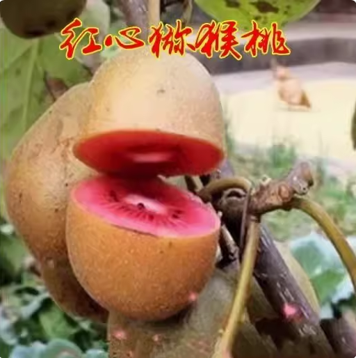 猕猴桃树苗  红肉猕猴桃苗 红心奇异果当年结果南方北方种植