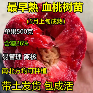 早熟血桃树果苗 血桃树苗 晚熟贵妃血桃嫁接新品种桃树苗当年结果