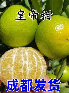 四川嫁接皇帝柑苗树贡果
