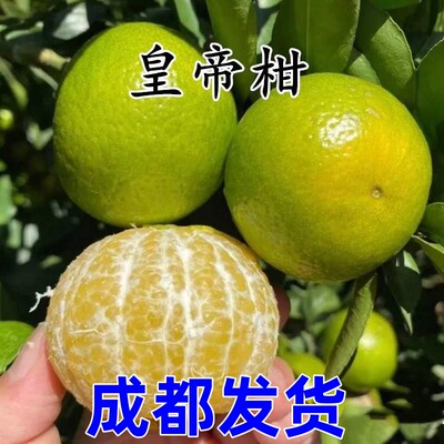 四川嫁接皇帝柑苗树贡果