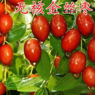 嫁接枣树苗特大无核金丝盆栽地栽南北方四季庭院种植活苗当年结果