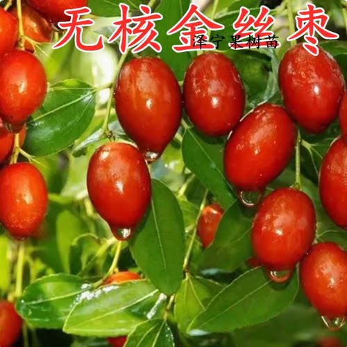 嫁接枣树苗特大无核金丝盆