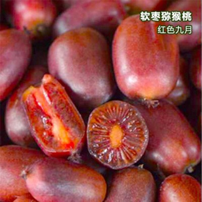 红心软枣猕猴桃树果苗弥嫁