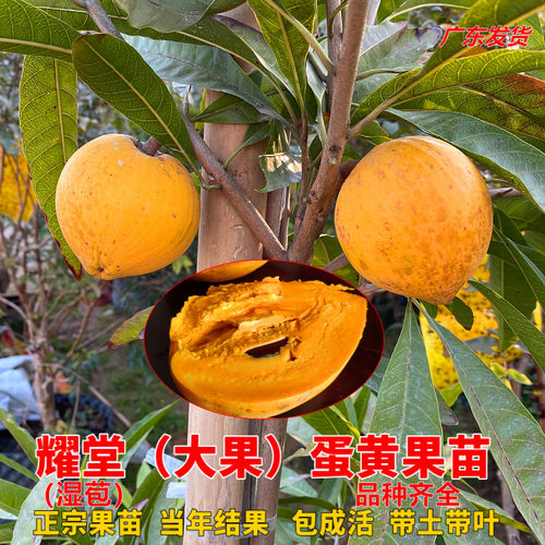 耀堂仙桃苗正宗蛋黄果树