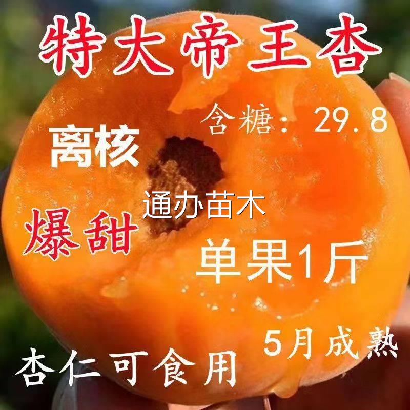 正宗杏树苗特大帝王子果盆
