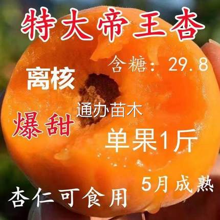 正宗杏树苗特大帝王杏子树苗大果盆栽地栽耐寒耐旱南北方种植当年
