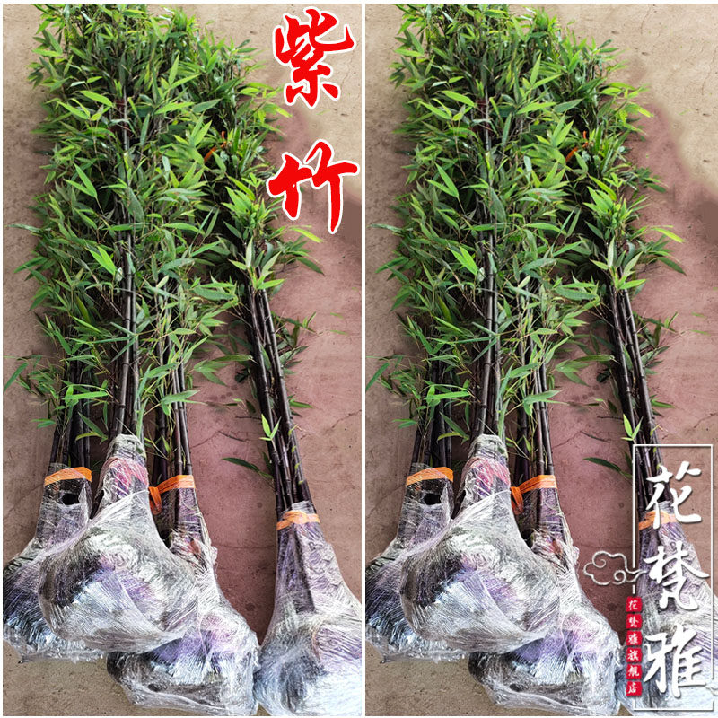 名贵矮化紫竹苗耐寒竹子苗庭院四季常青篱笆种植室内竹子盆栽黑竹