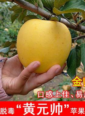 嫁接黄元帅苹果树苗矮化金