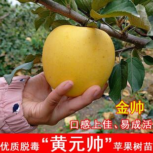 嫁接黄元帅苹果树苗矮化金帅苹果苗粉面黄香蕉当年结果北南方种植