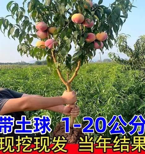 早熟水蜜桃树苗嫁接黄当年