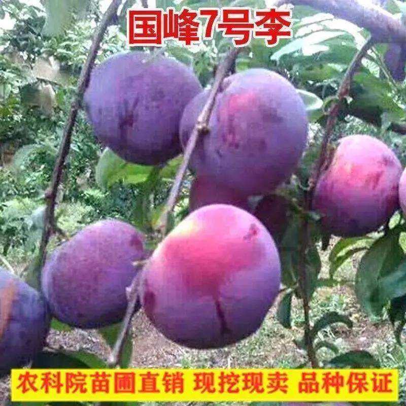特大新品种嫁接国蜂7号李子果树苗 超甜南北方种植特大脆红盆栽