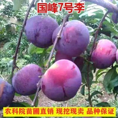 特大新品种嫁接国蜂7号李