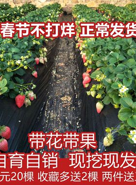 脱毒四季草莓苗奶油果树带