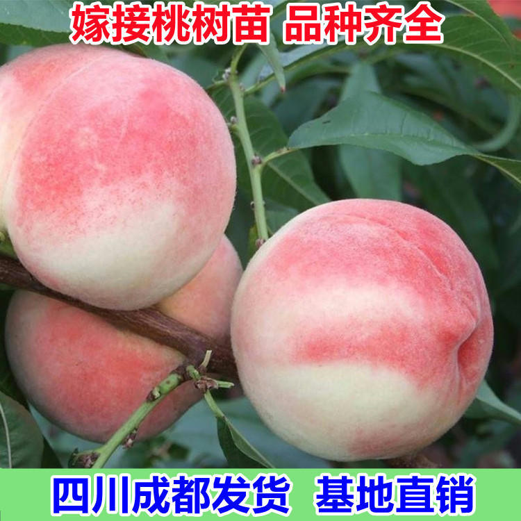 四川龙泉水蜜桃树苗嫁接苖
