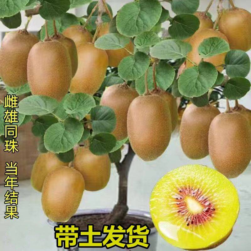 带土发货红心猕猴桃嫁接雌雄同株北方南方盆栽种植猕猴桃树苗地栽