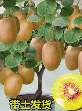 带土发货红心猕猴桃嫁接雌雄同株北方南方盆栽种植猕猴桃树苗地栽