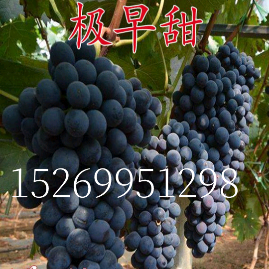 早熟葡萄新品种 极早甜66葡萄苗 甜66葡萄树苗 耐零下20度 不裂果