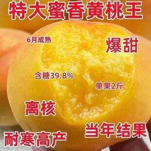 特大蜜香黄桃王树苗 嫁接超甜黄桃树果苗 盆栽地栽阳台果树苗