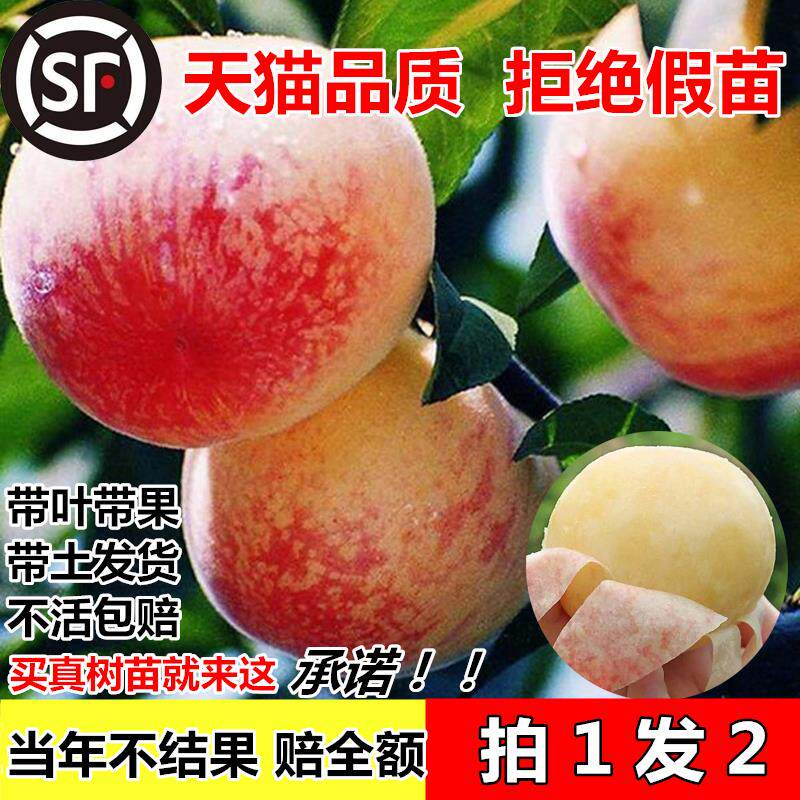 早熟晚熟桃树苗嫁接苗黄桃水蜜桃冬桃蟠桃血桃盆栽南北方桃树果苗