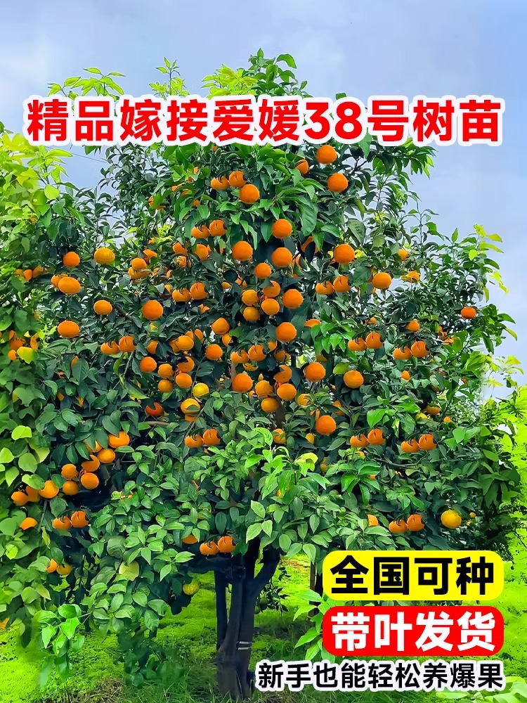 爱媛38号树苗果冻橙盆栽象