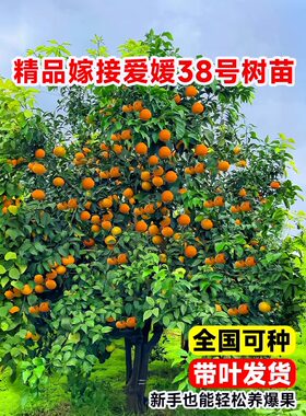 爱媛38号树苗果冻橙盆栽象