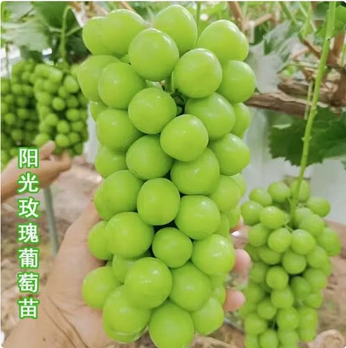 阳光玫瑰无核葡萄树苗日本