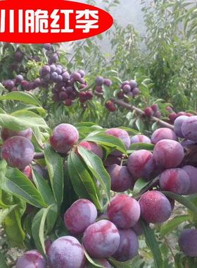 阿坝州汶川茂县晚熟脆红李
