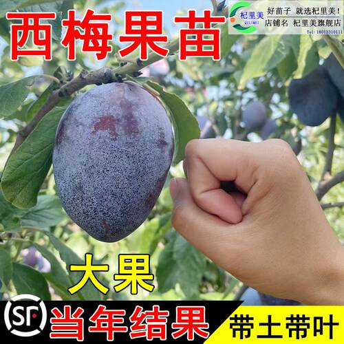 西梅树苗特大盆栽地载当年