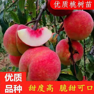 桃子树苗果苗水蜜黄桃早晚熟冬血桃南方北方种植盆栽嫁接当年结果
