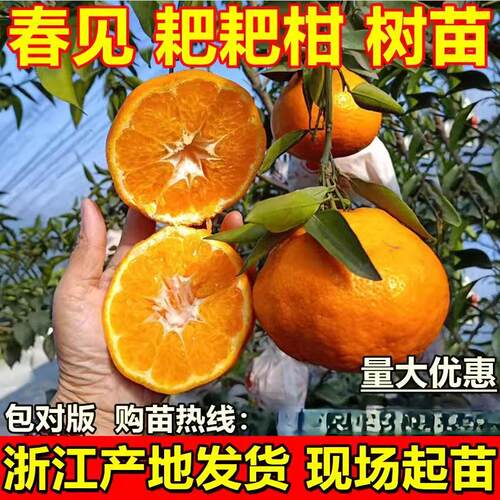 春见苗耙柑树丑橘桔四川嫁