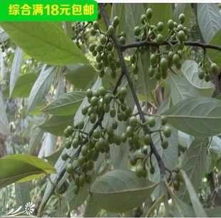 白胡椒树苗 黑胡椒苗 胡椒地栽苗盆栽都可以当年结果南北方种植