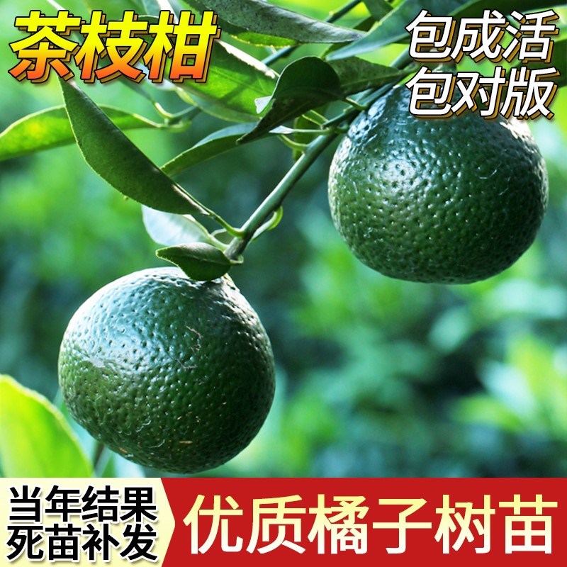 正宗新会茶枝柑苗大红果陈