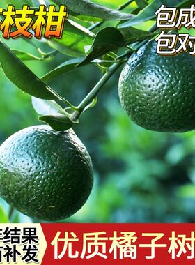 正宗新会茶枝柑苗大红果陈