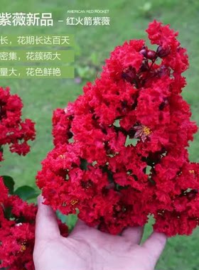 进口美国红火箭紫薇花树苗