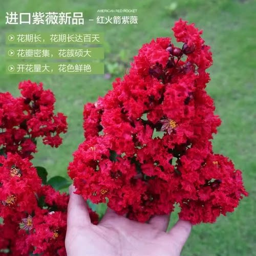 进口美国红火箭紫薇花树苗