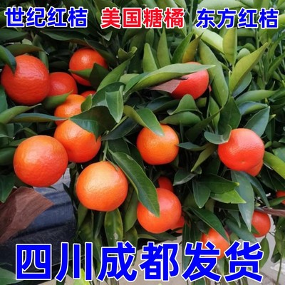 四川世纪红桔子树苗美国糖