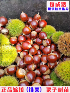 嫁接建瓯锥栗树苗特大榛子板栗苗南方北方庭院盆栽地栽栗子树果苗