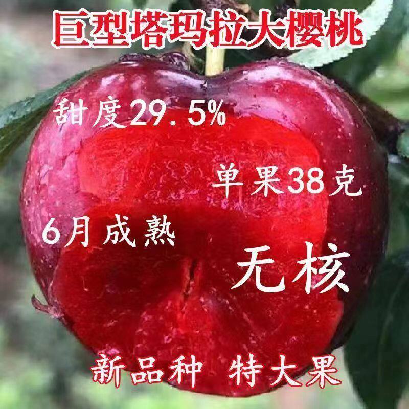 特大巨无霸樱桃树苗超甜无核巨无霸樱桃树苗盆栽地栽南北方种植