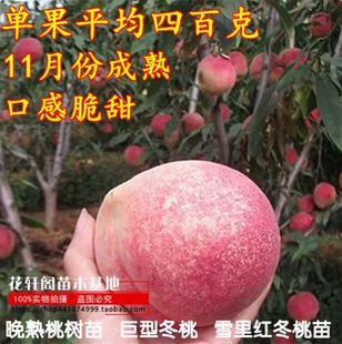 晚熟桃树苗 巨型冬桃 雪桃冬桃苗中华桃王云南冬桃树苗南北方种植