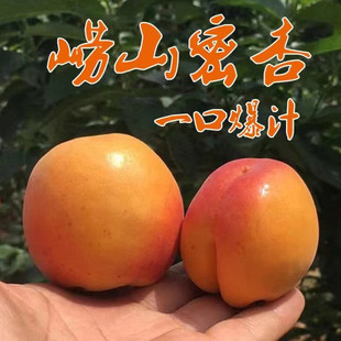 崂山蜜杏树苗嫁接崂山二号甜杏子树苗大红杏盆栽庭院地栽当年结果