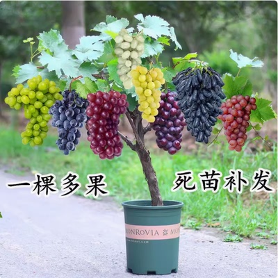 萄葡树苗矮化果不爬藤南北